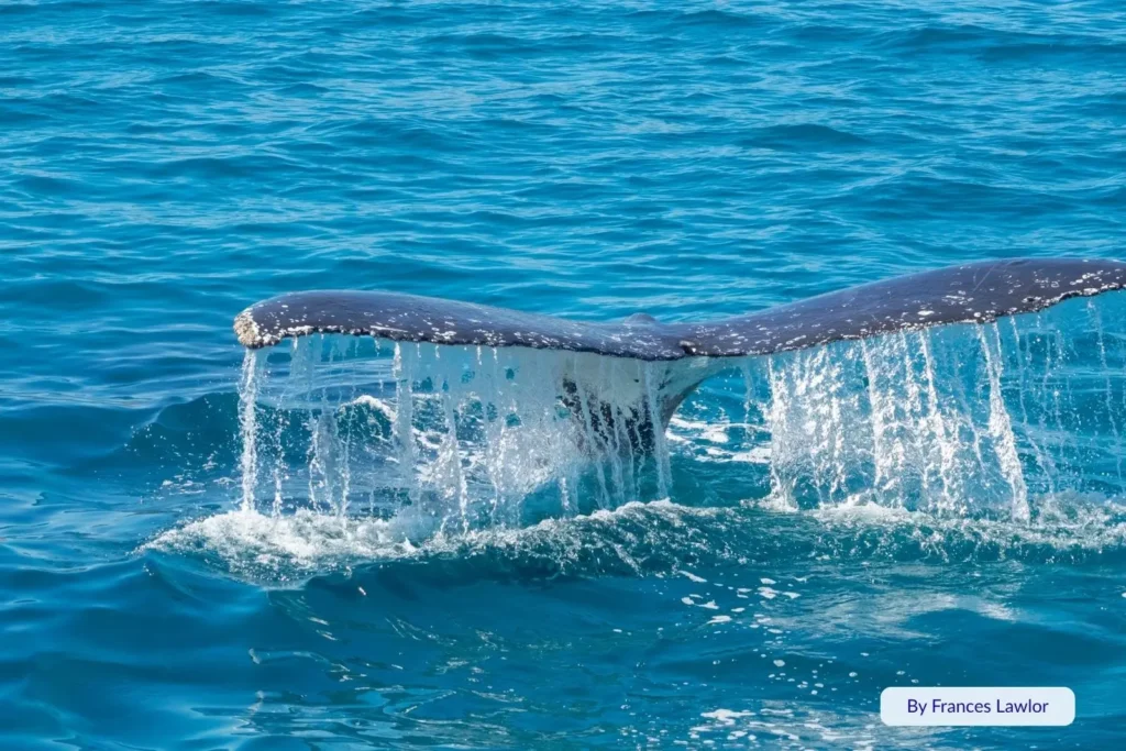 Humpback whale tail lifting gracefully from the calm turquoise waters of Platypus Bay, Fraser Island (K’gari), during the annual whale migration season.