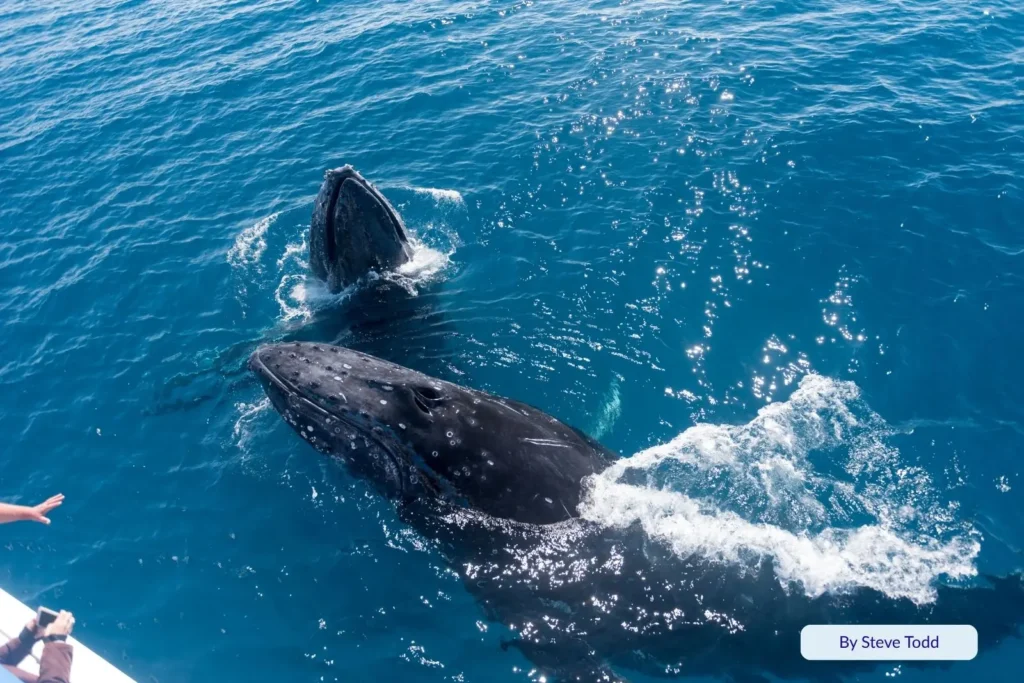 Two humpback whales surfacing beside a tour boat in the calm turquoise waters of Platypus Bay, Fraser Island (K’gari), during whale-watching season.