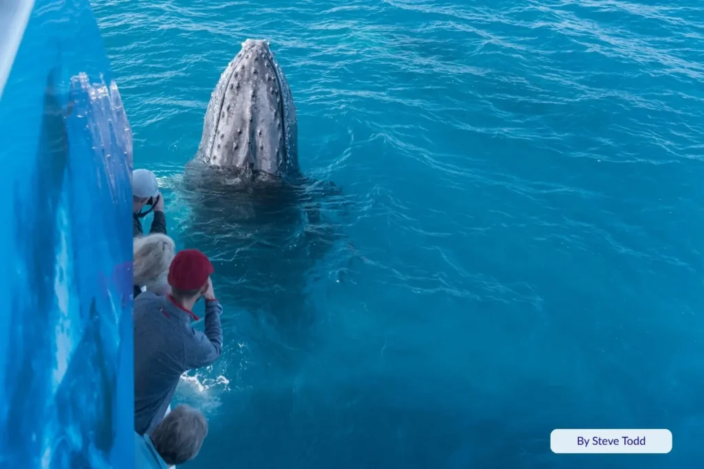 Curious humpback whale approaches tourists photographing from a whale-watching boat in Platypus Bay, Fraser Island (K’gari), Queensland.